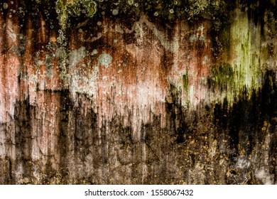 Colorful Algae in a white wall