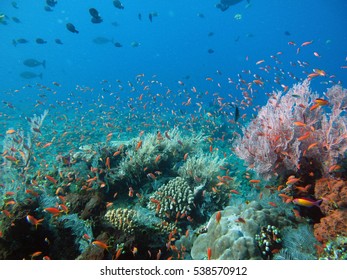 colorful and alive coral reef