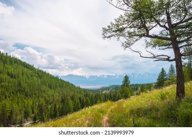 Colorful alpine landscape with coniferous tree on sunlit hill with view to forest and high snowy mountain range under cloudy sky. Scenic view to conifer forest in sunlight and large snow mountains.