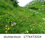 Colorful alpine meadow with yellow common kidney vetch and pink fragrant orchid or marsh fragrant orchid in Julian alps and Triglav national park, Slovenia