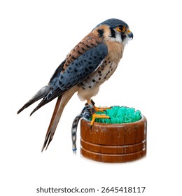 Colorful American Kestrel with spotted wings and sharp beak standing on a wooden perch, isolated on white background, side view.