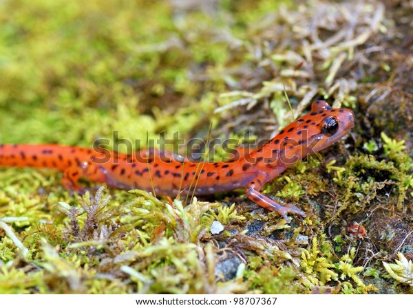 Colorful Amphibian Bright Orange Cave Salamander Stock Photo 98707367 ...