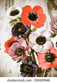 Colorful Anemone Flower