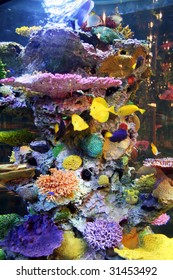 colorful aqua life - Shutterstock ID 31453492