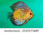 colorful aquarium discus fish close up. beautiful tropical fish symphysodon