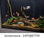 colorful aquarium with fish, freshwater aquarium, large aquarium with fish and plants, driftwood, aquarium