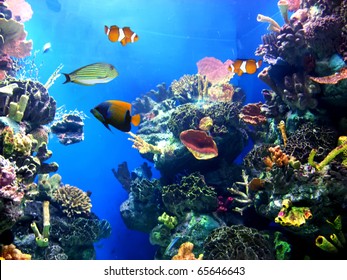 Colorful Aquarium, Showing Different Colorful Fishes Swimming