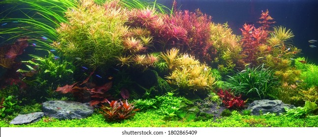 Colorful aquatic plants in aquarium tank with Dutch style aquascaping layout