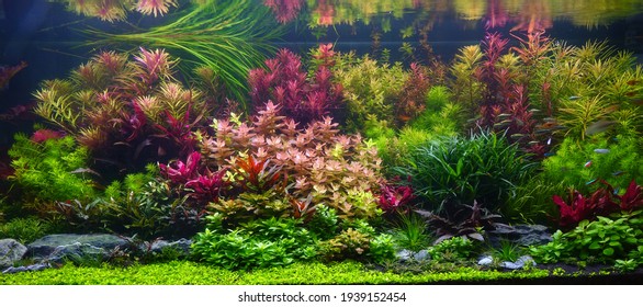 Colorful aquatic plants in aquarium tank with Dutch style aquascaping layout