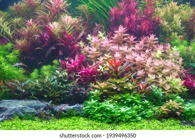 Colorful aquatic plants in aquarium tank with Nature Dutch style aquascaping layout