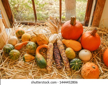 Colorful Arrangement Of Corn And Fall Bounty In Front Of A Window Ready For Thanksgiving Decorating.