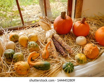 Colorful Arrangement Of Corn And Fall Bounty In Front Of A Window Ready For Thanksgiving Decorating.