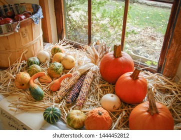 Colorful Arrangement Of Corn And Fall Bounty In Front Of A Window Ready For Thanksgiving Decorating.