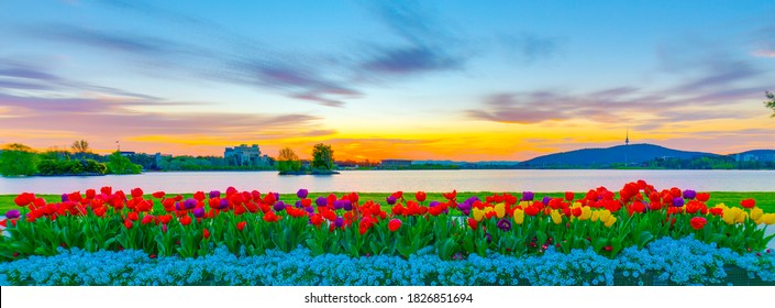 Colorful arrangement display of tulips, flowers, blooms and blossoms at Lake Burley Griffin in Canberra, the Capital City of Australia 
