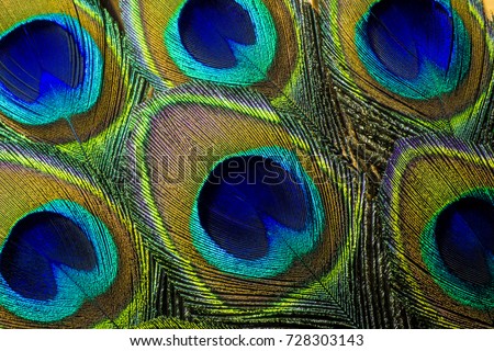Colorful and Artistic Peacock Feathers.  This is a macro photo of an arrangement of luminous peacock feathers.