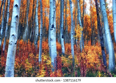 Colorful aspen forest with yellow, gold, and red leaves on a rainy fall day near the Maroon Bells outside of Aspen, CO.