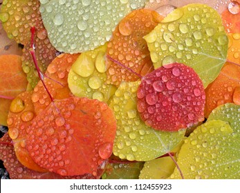Colorful aspen leaves with raindrops