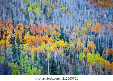 Colorful Aspen Trees At The Foot Hill