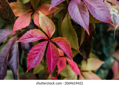 Colorful atumn leaves of virginia creeper covering the fence, the natural texture of multicolored fall vine leaves background, ivy wall background