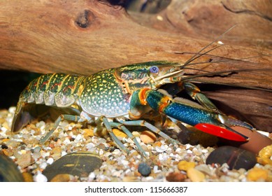 Colorful Australian Blue Crayfish Cherax Quadricarinatus Stock Photo ...