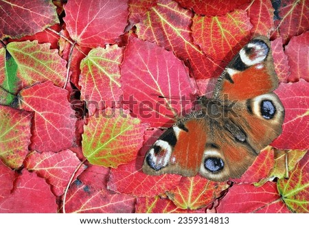 Colorful autumn background. Bright red peacock butterfly on colorful autumn fallen leaves. Autumn fallen leaves texture background. Top view