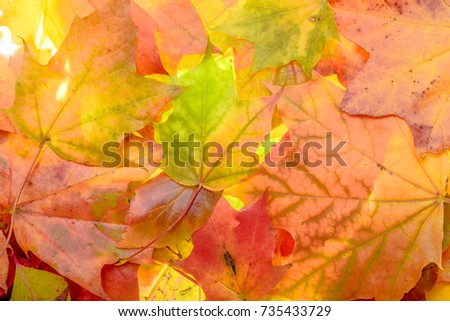 colorful autumn background. red, green and orange autumn leaves.