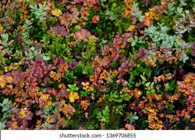 Colorful autumn background with wild cloudberries in norwegian mountains, Norway, Buskerud,print for postcard,wallpaper,cover design,poster ,calendar