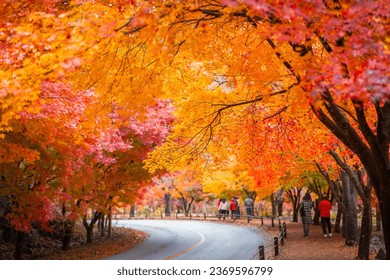 남한의 나전산 국립공원에서 아름다운 단풍잎이 있는 화려한 가을. 스톡 사진