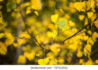 Colorful Autumn Birch Tree Leaves, Oxford, UK