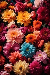 Colorful Autumn Chrysanthemum Flowers As A Background.