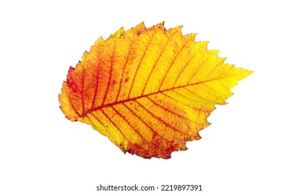 Colorful Autumn Elm Leaf Isolated On White.