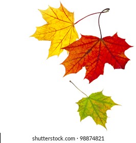 colorful autumn fall  leaves maple isolated on white background