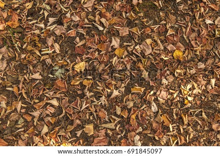 Colorful autumn fallen leaves on brown forest soil background