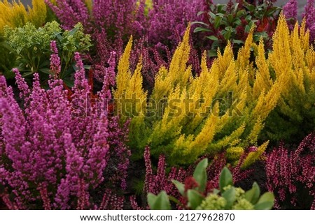 Colorful autumn floral arrangement with yellow, lilac and green heather plants. Erica plant. Urban furniture in Bressanone, Italy.