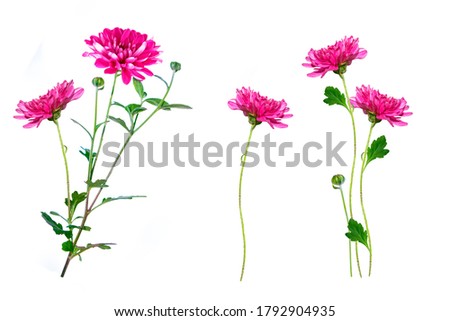 Similar – Image, Stock Photo PURPLE FLOWER Autumn