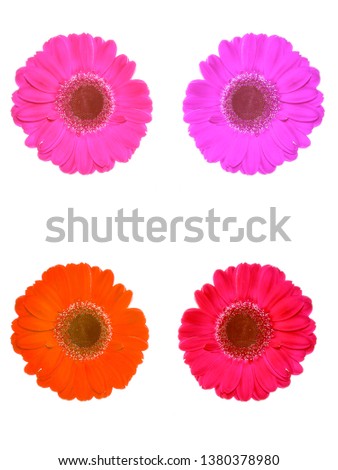 Similar – Foto Bild 3 Gerbera-Blüten im Glas auf Papprolle