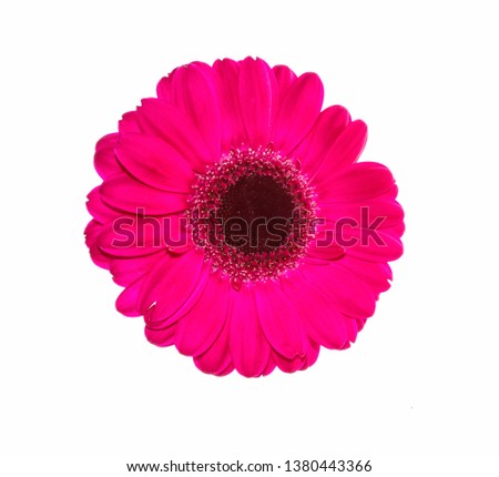 Similar – Foto Bild 3 Gerbera-Blüten im Glas auf Papprolle