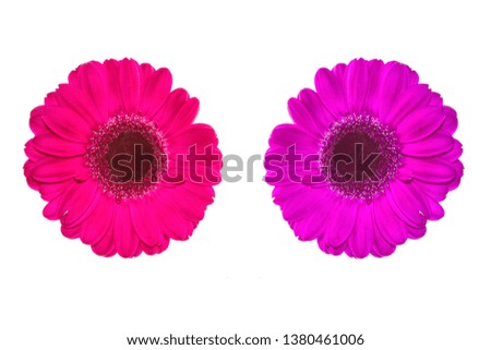 Similar – Foto Bild 3 Gerbera-Blüten im Glas auf Papprolle