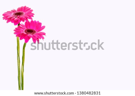 Similar – Foto Bild 3 Gerbera-Blüten im Glas auf Papprolle