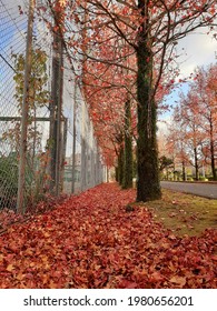 Colorful Autumn Foilage In Japan