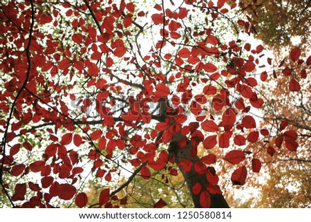 Similar – Foto Bild Indian Summer Natur