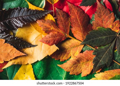 Colorful Autumn Foliage Background. 
Pile Of Different Leaves In All Colors, Flat Lay, Copy Space.
Changing Seasons Concept