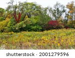 Colorful autumn foliage with green and red colors.  Prophetstown State Park.