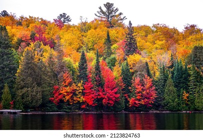 Colorful Autumn Foliage On Forest Trees