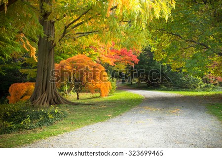 Similar – Image, Stock Photo autumn foliage Environment