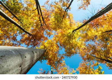 Colorful Autumn Forest,  Bavarian Forest National Park, Bavaria, Germany