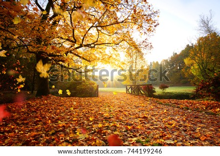 Colorful autumn forest. Beautiful rural scenery.