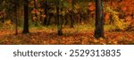 colorful autumn forest. vibrant colors of october. bright multicolored green-yellow-orange-red fallen leaves. beautiful widescreen panoramic side view in 15x5 format