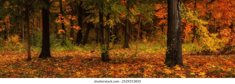 colorful autumn forest. vibrant colors of october. bright multicolored green-yellow-orange-red fallen leaves. beautiful widescreen panoramic side view in 15x5 format - Powered by Shutterstock - Get 15% off with code: PIKWIZARD15