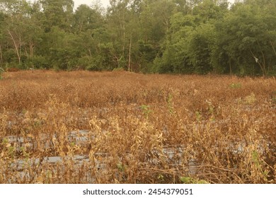 Colorful autumn landscape on beautiful grass. Forested slopes and mountains in the distance in a blue haze in the late afternoon. Dry grass and forest on a sunny day under a sky of blue clouds on a wa - Powered by Shutterstock